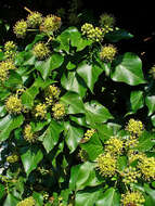 Image of English ivy