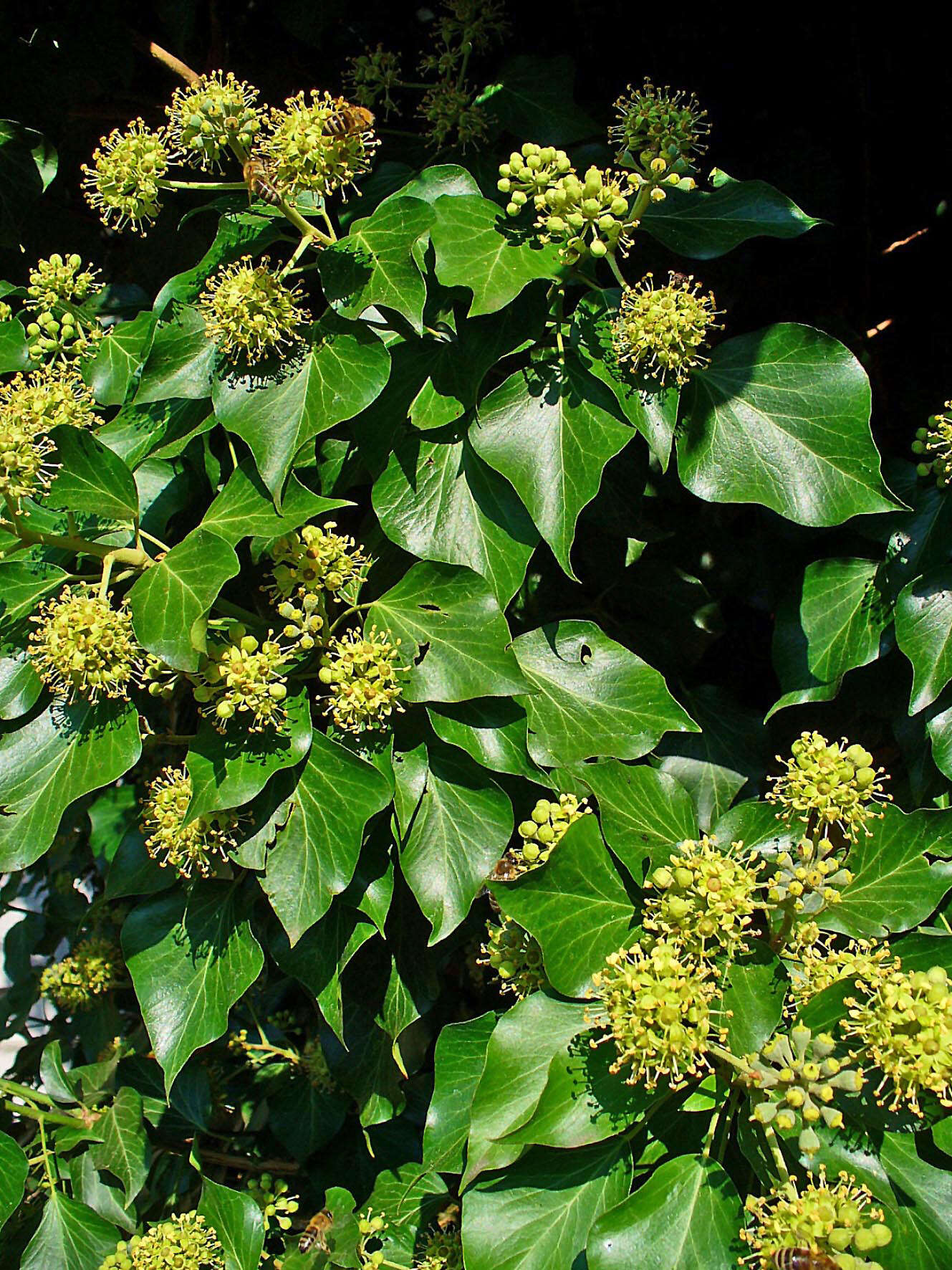 Image of English ivy