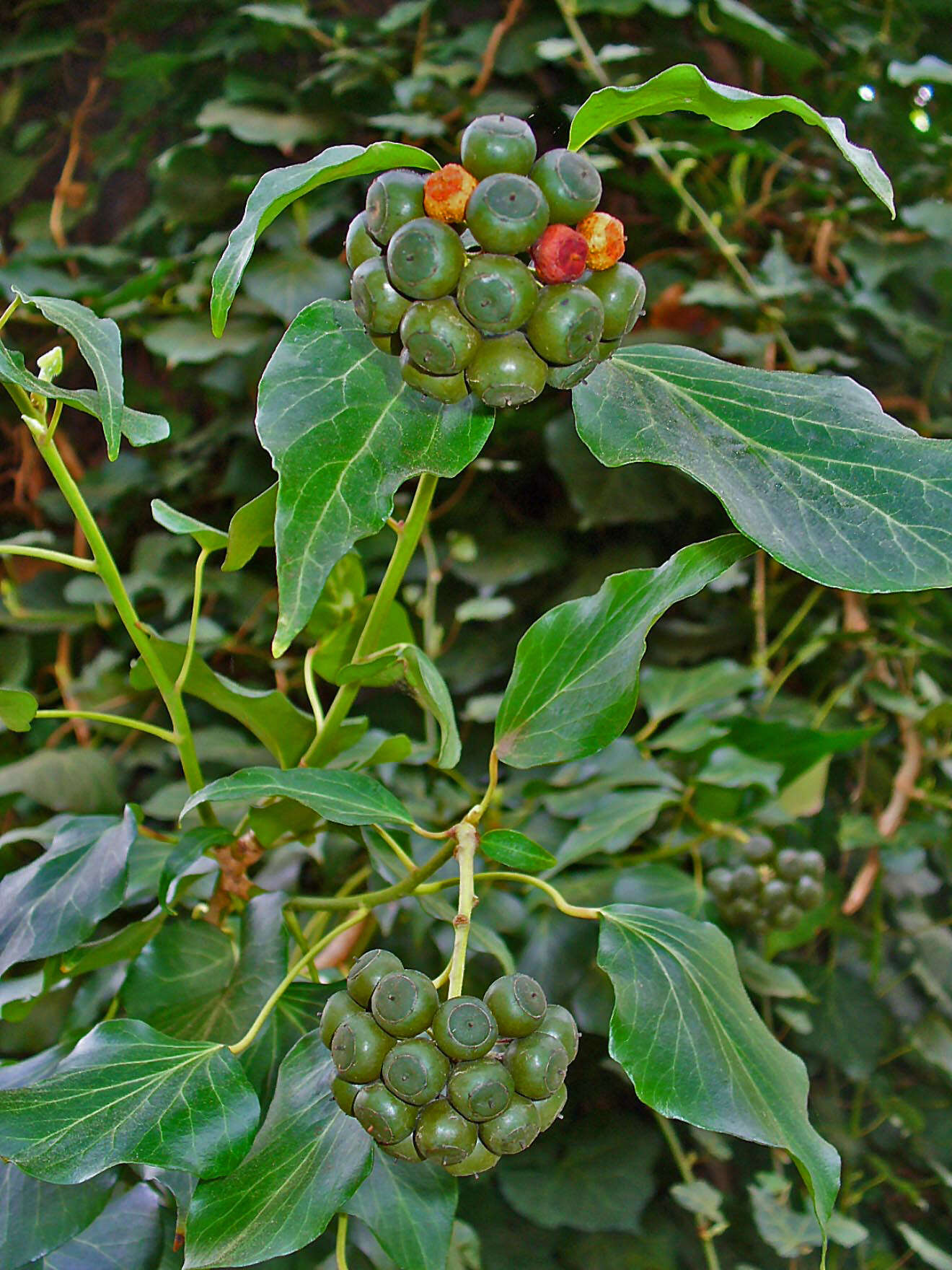 Image of English ivy