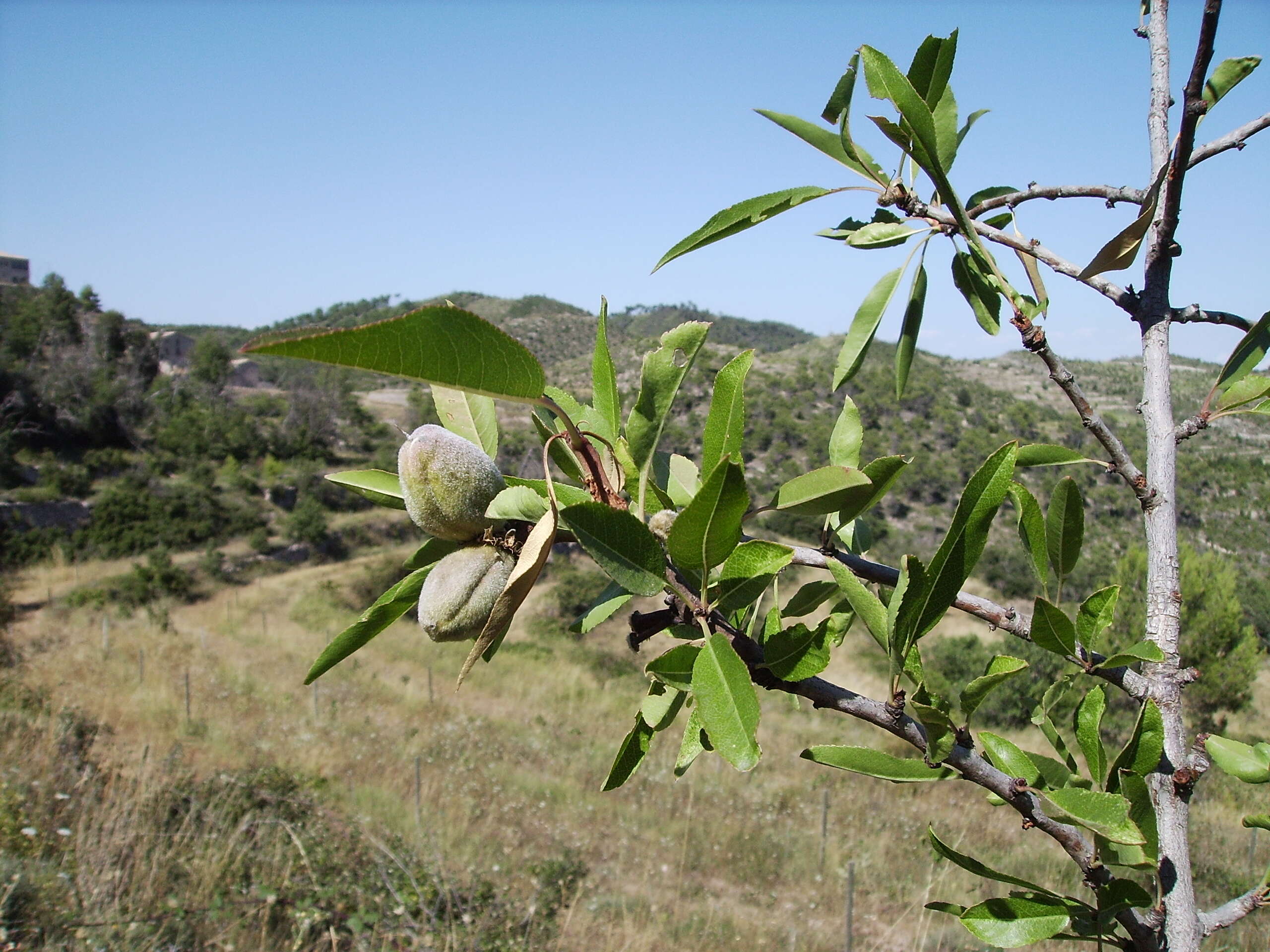 Image of flowering almond