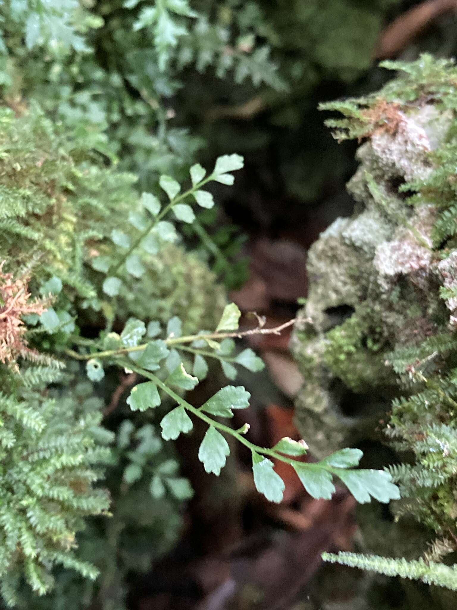 Image of Asplenium dentatum L.