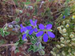 Image of Erodium carolinianum J. J. Aldasoro, C. Aedo, C. Navarro & L. Saez