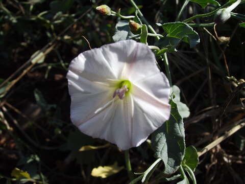 Image of Field Bindweed