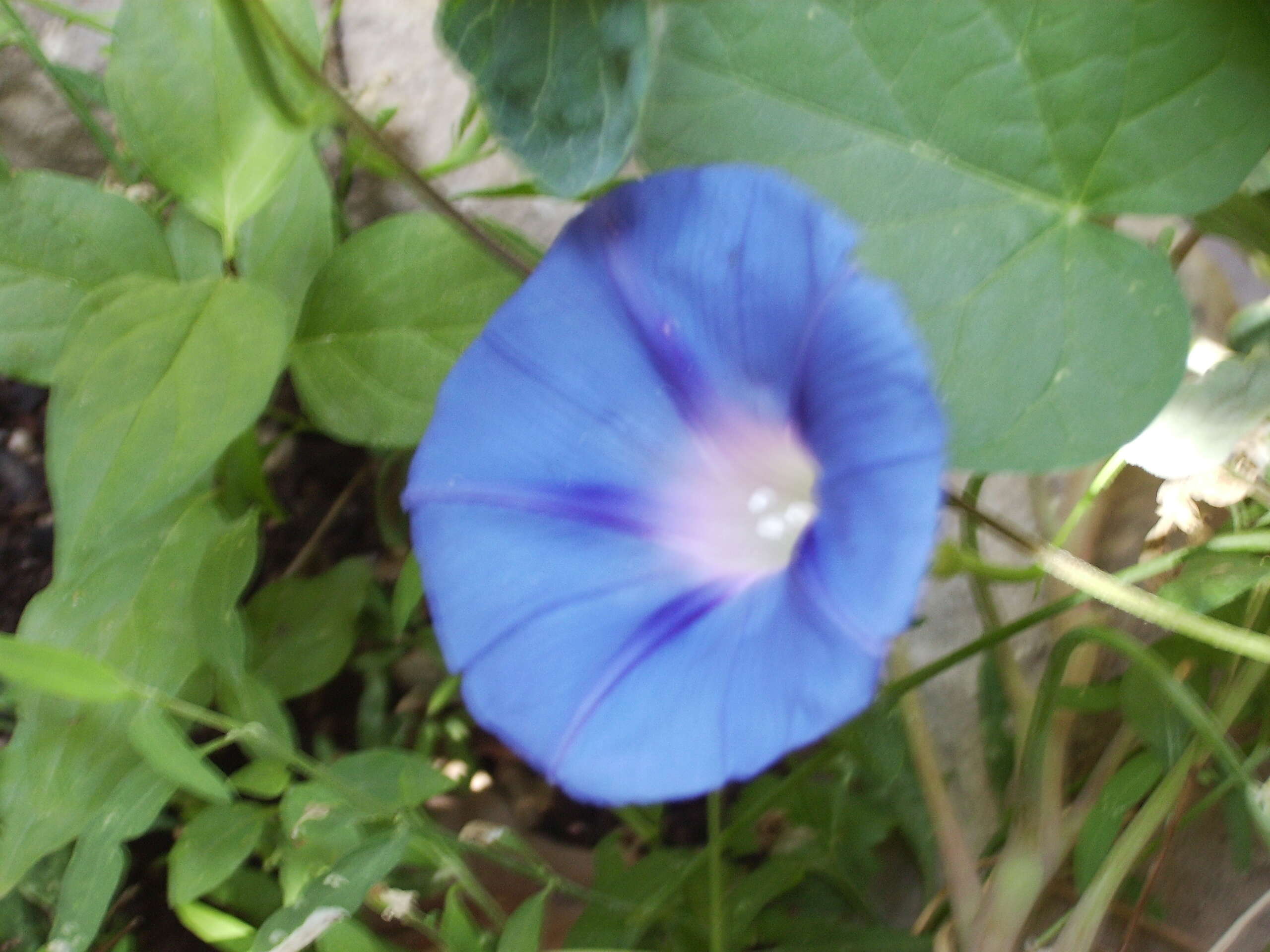 Image of tall morning-glory