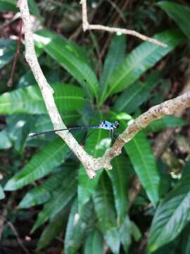 Image of Hypolestes hatuey Torres-Cambas 2015