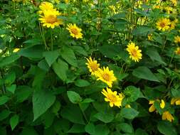 Image of thinleaf sunflower