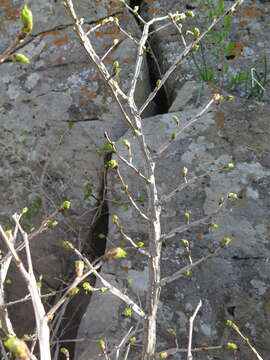 Plancia ëd Ulmus macrocarpa Hance