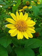 Image of thinleaf sunflower