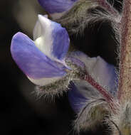 Image of Nevada lupine