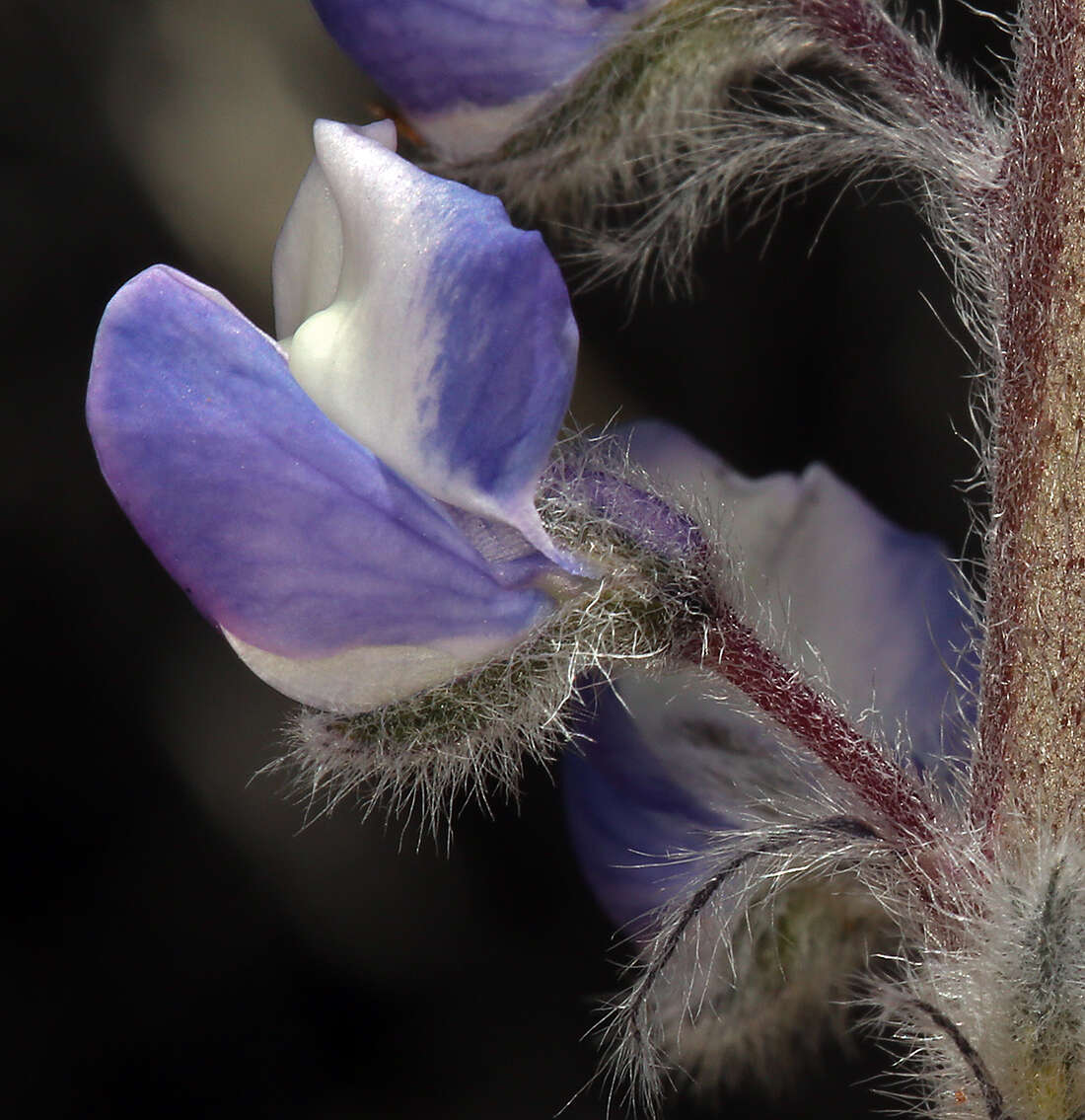 Sivun Lupinus nevadensis A. Heller kuva