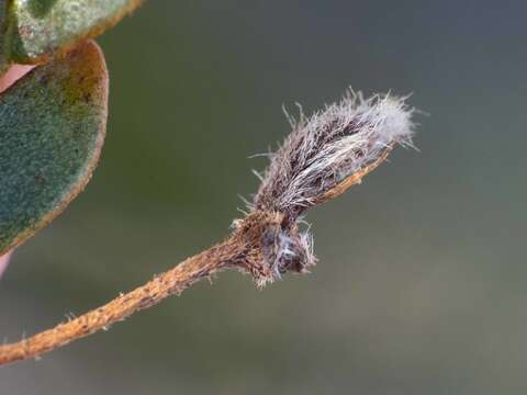 Image of Asphondylia florea Gagne 1990