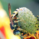 Image of Philanthus ventilabris Fabricius 1798