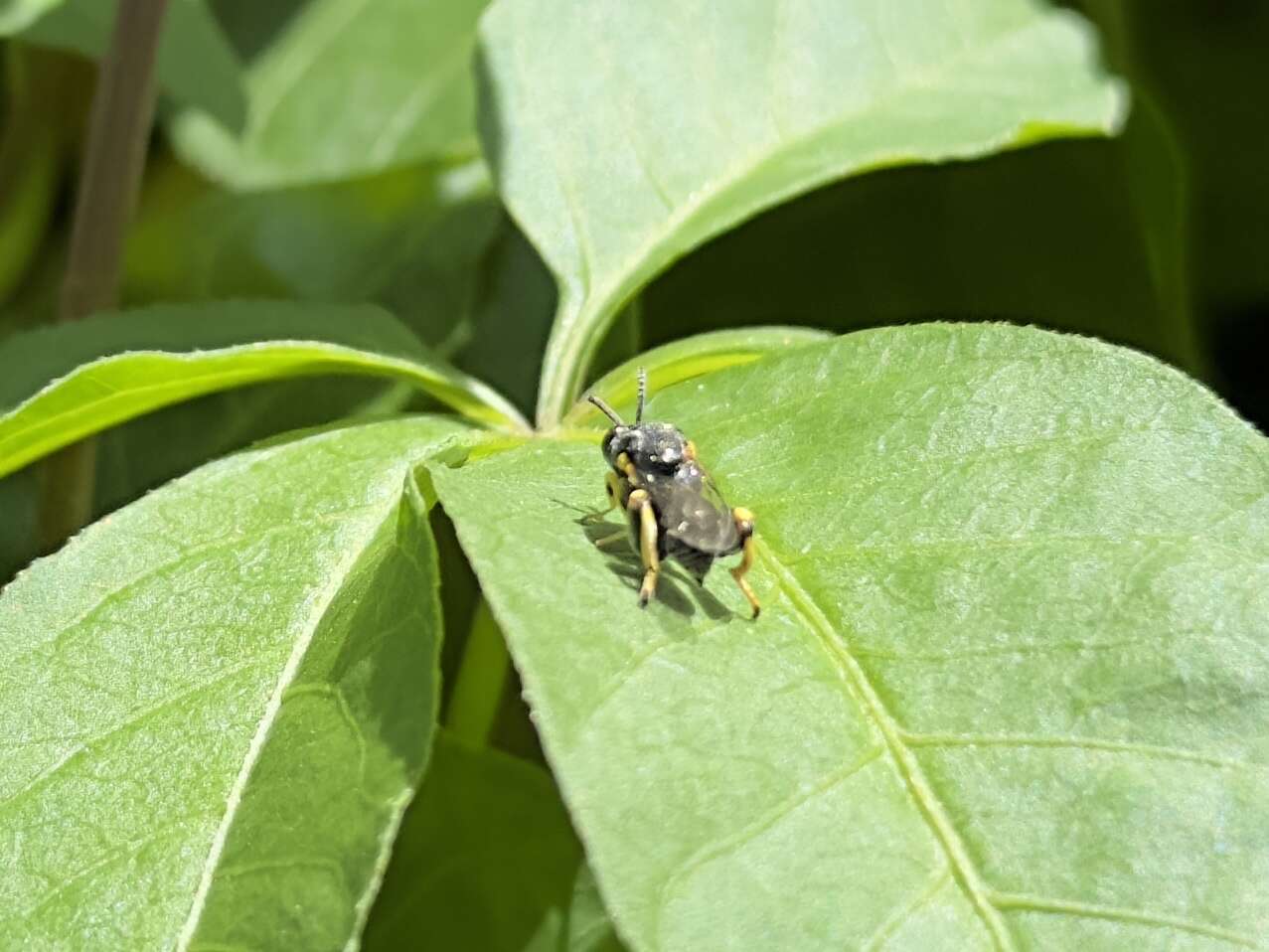 Image of Wasp