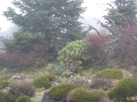 Image de Berberis hispanica Boiss. & Reuter