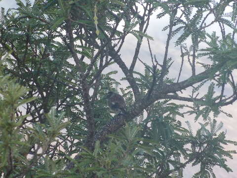 Image of Reunion Stonechat