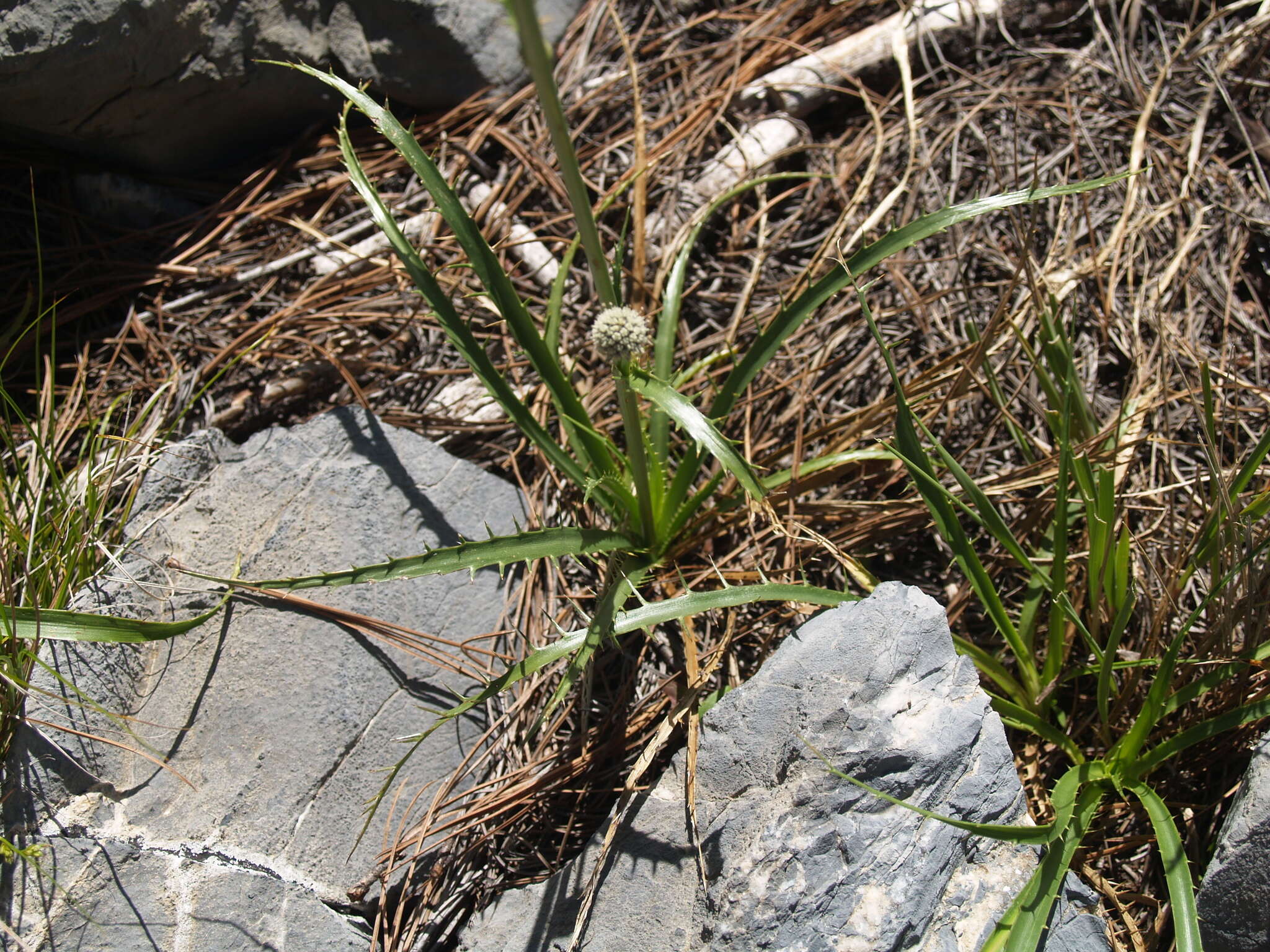 Image of Eryngium venustum Bartlett ex L. Constance