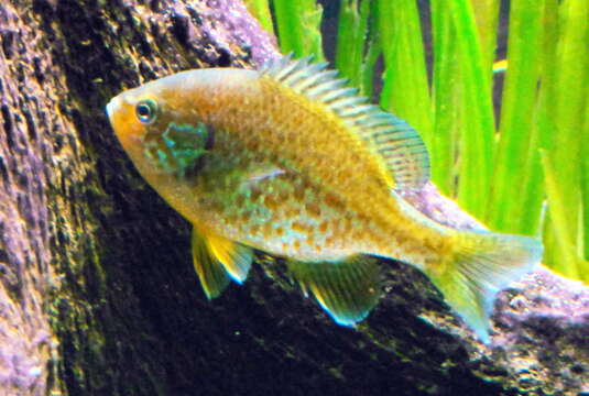 Image of Pumpkinseed