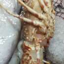 Image of Pink Spiny Lobster