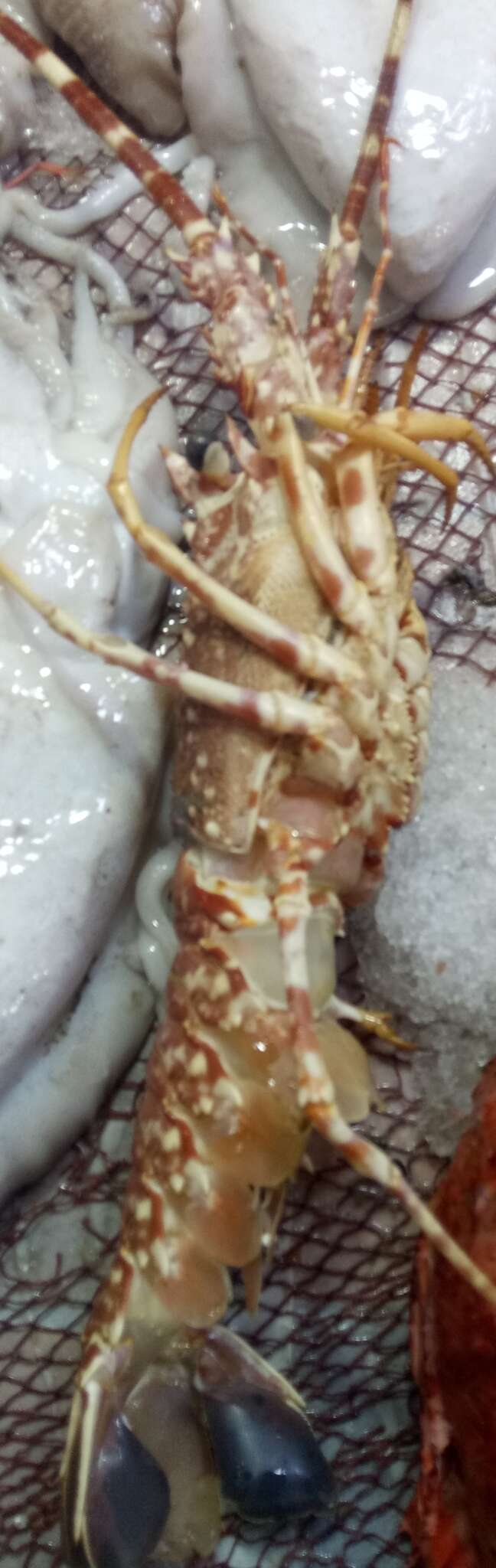 Image of Pink Spiny Lobster