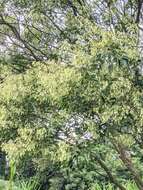 Sivun Fraxinus griffithii C. B. Clarke kuva