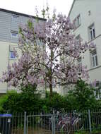 Image of princess tree