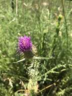 Image de Cirsium flodmanii (Rydb.) Arthur