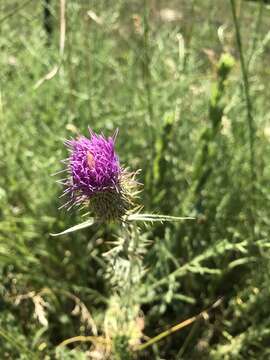 Image of Flodman's thistle