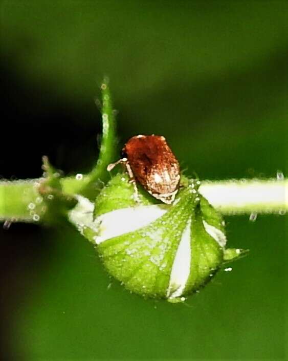 Image of Western Raspberry Fruitworm