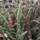 Image of Salicornia blackiana Ulbr.