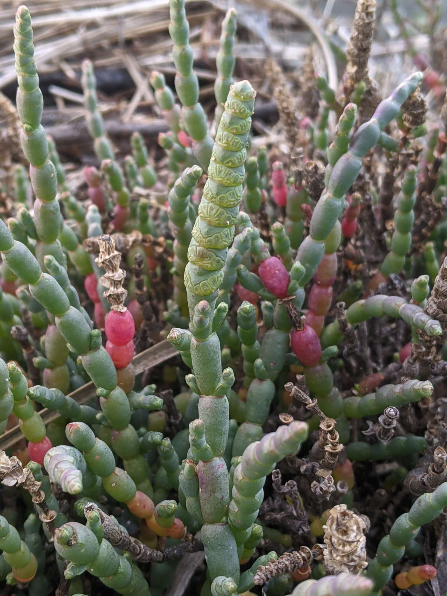 Image of Salicornia blackiana Ulbr.