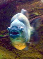 Image of San Francisco piranha