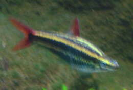 Image of Anostomus