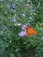 Imagem de Argynnis paphia Linnaeus 1758