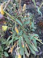 Image of longstem evening primrose