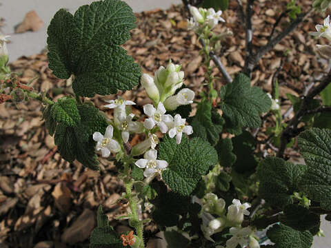 Image of whiteflower currant