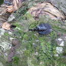 Image of Fiddle beetle