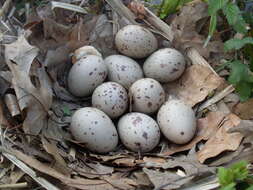 Image of Common Moorhen