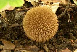 Imagem de Lycoperdon echinatum Pers. 1794