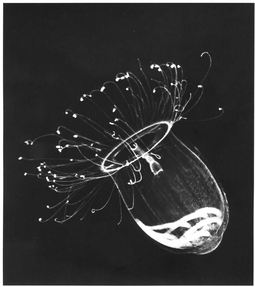 Image of Aglantha Haeckel 1879