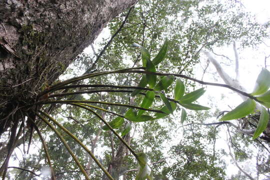 Слика од Dendrobium gracilicaule F. Muell.