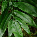 Image of Japanese Bamboo Fern