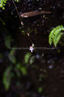 Image of Utricularia warburgii Goebel