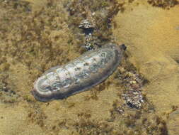 Image of conspicuous chiton