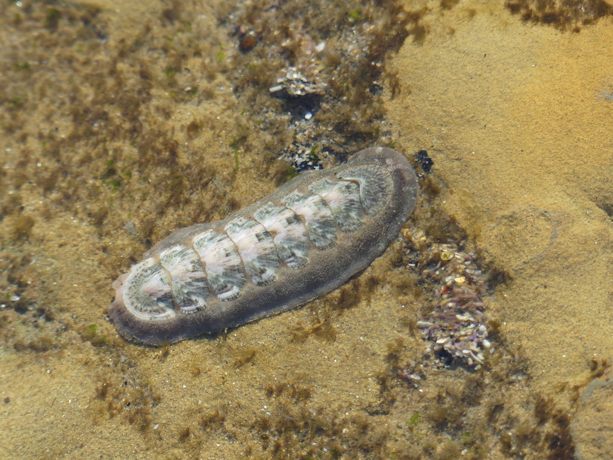 Image of conspicuous chiton