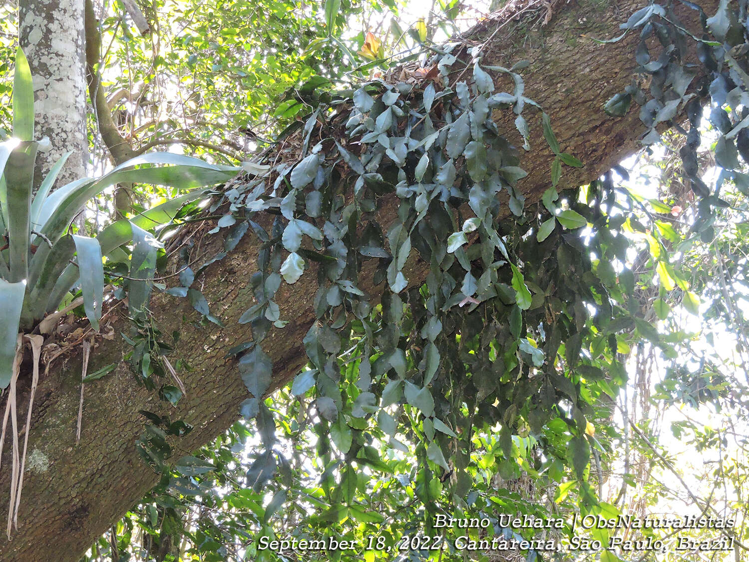 Image of Rhipsalis crispata Pfeiff.