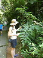 Image of Chain Fern Rhizome