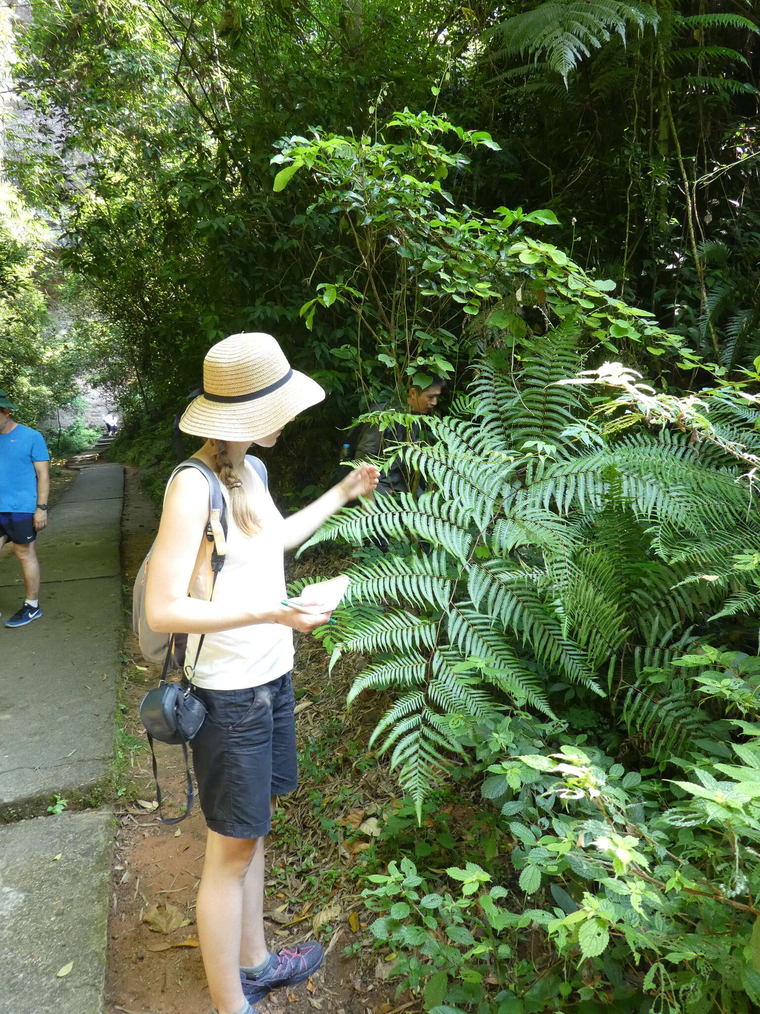 Image of Chain Fern Rhizome