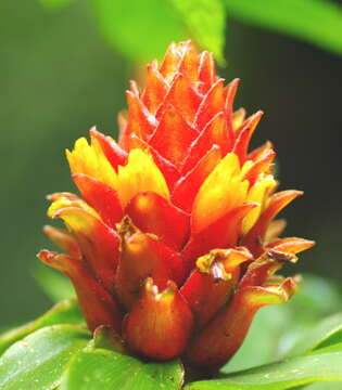 Image of Costus barbatus Suess.