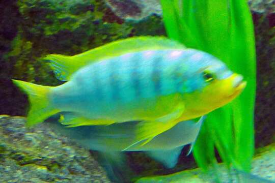 Image of Cichlid