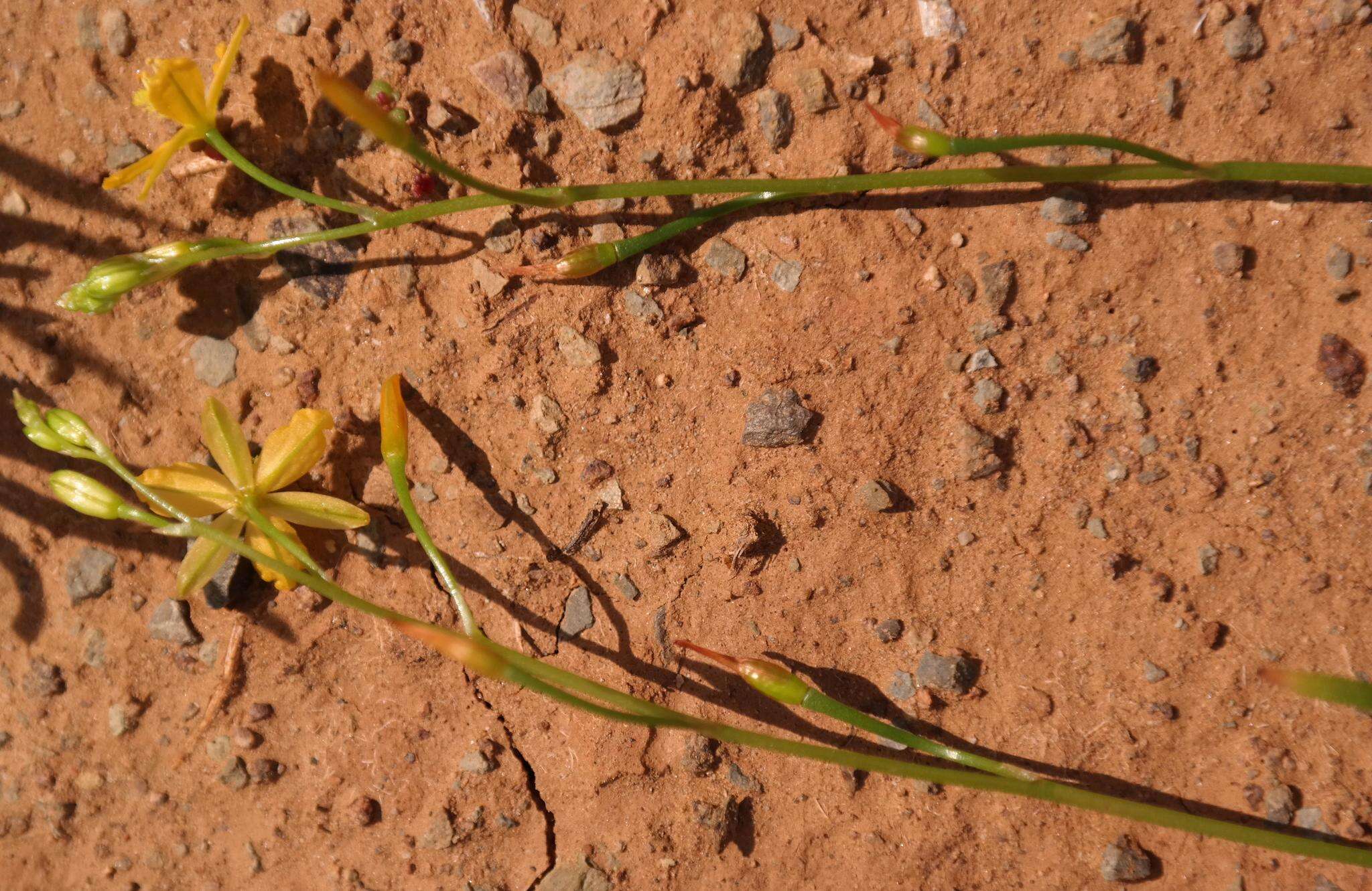 Image of Bulbine fragilis G. Will.